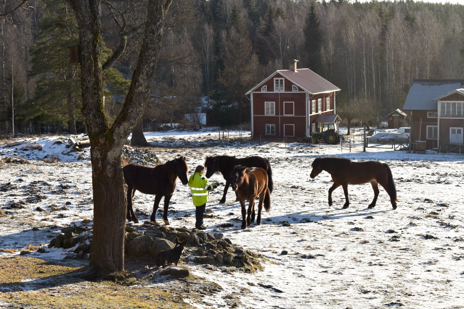 Görel Eldstål Willén bedriver häst- och hundverksamhet på gården i byn Resmoren, Smedjebacken Kommun i Dalarna. Fastighetsvärdet har nu mer än halverats på grund av vindkraftsplanerna intill byn där hon bor.