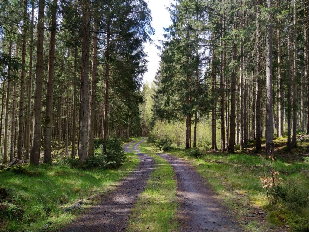 Skogsvägar i Osby där Eurowind Energy avser bygga vindkraftparken Liasjön. Foto © Jenny Nilsson.