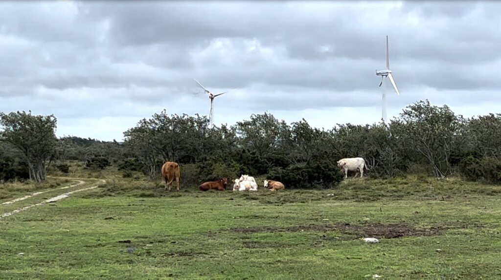 Kor och vindkraft